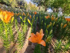 -石家庄市植物园