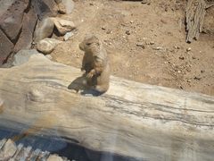 -大连森林动物园