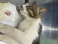 -瑞派动物医院·猫专科·至诚(江南中分院)