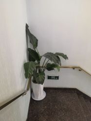 -YESIDO椰岛美容