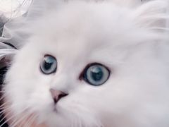 -欣宠猫屋·矮脚拿破仑·蓝金金渐层