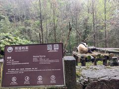-都江堰中华大熊猫苑