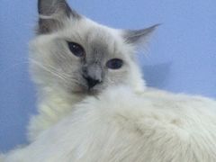 -喵的天空名猫咖啡馆·撸猫·猫舍·用品