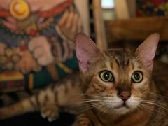 -more than meow吴止猫主题餐厅(承德 中船汇店)