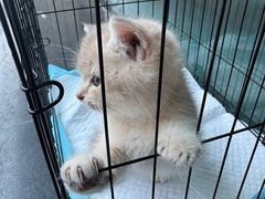 -伟伟宠物医院·瑞派猫友好医院·猫科(光谷店)