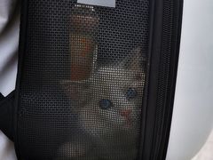 -喵zoo家庭繁育猫舍(尖东智能花园店)