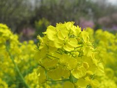 油菜花乱入-上海海湾国家森林公园