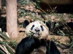 -都江堰中华大熊猫苑