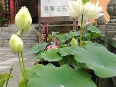 -莲心素食茶艺馆(章华寺店)