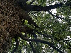 -东梓关景区村庄
