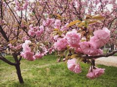 -莲花池公园