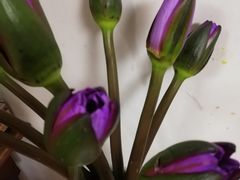 -朝来春花卉市场-东停车场