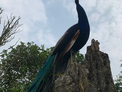 -云南勐巴娜西珍奇园