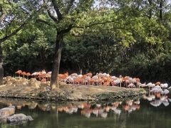 -上海野生动物园