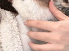 -派美特宠物医院·核磁CT·骨科肿瘤·疑难转诊(沈农禾丰店)
