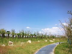 -春花秋色城市公园