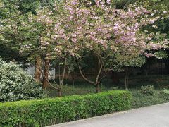 -上海佘山国家森林公园天马山园