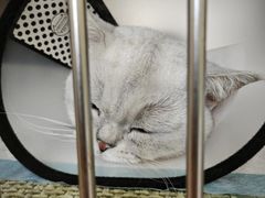 -芭比堂宠物医院·全科爱猫医院·仁德分院