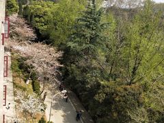 -武汉大学-樱园
