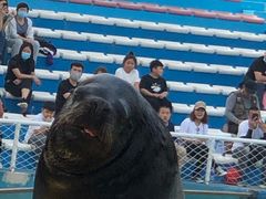 -秦皇岛乐岛海洋王国