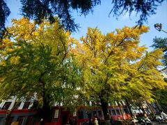 -四川大学(望江校区)