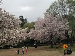 -井之头恩赐公园