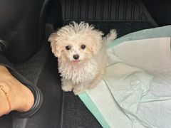 -瑞派宠物医院·犬猫全科·猫友好(宾水西道店)