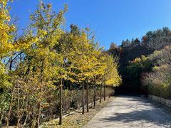 -北京鹫峰国家森林公园