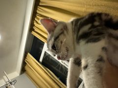 -瑞派福兴宠物医院犬猫全科·骨科·中西医结合(河东店)