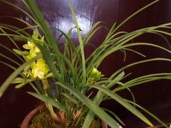 -金陵花卉交易市场