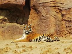 -北京野生动物园