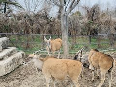 -上海野生动物园