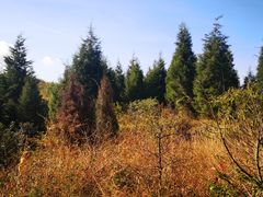 -长虫山生态公园风景林