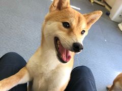 大堂-柴源莊·柴小宠柴犬咖啡