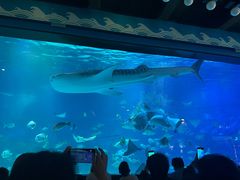 -烟台海昌鲸鲨海洋公园