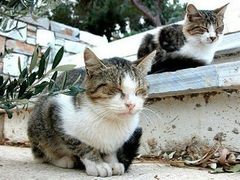 android_upload_pic-Sirena海妖日咖夜酒