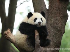 -成都大熊猫繁育研究基地