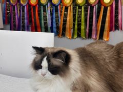 -青奢宠物·青奢猫舍