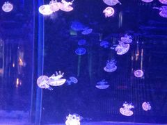 -左海海底世界
