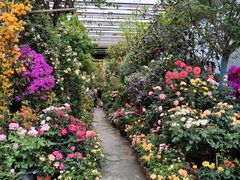 -金科花卉市场