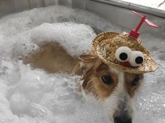 -PETKIT小佩宠物(昭化店)