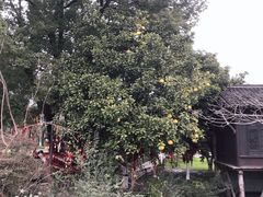 -乌镇西栅景区-月老庙