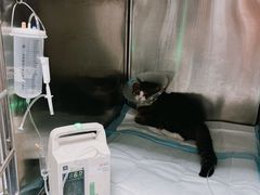 -北京赛佳动物医院