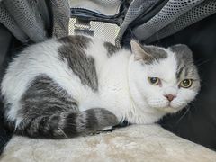 -北京观赏动物医院·24小时大型综合·猫专科·异宠专科