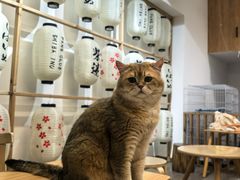 -柴迷FANS CLUB·柴犬狗咖·猫咖