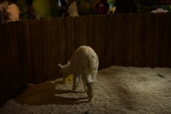 -长沙云顶星河游乐园(步步高·梅溪新天地店)