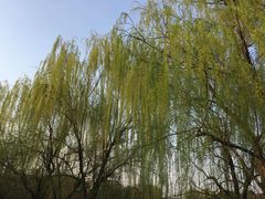 -九里河湿地公园