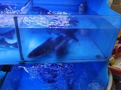 -韩妹鱼庄·泸定老字号(泸定店)