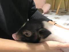 -RU DUCK柯尔鸭公社·撸鸭俱乐部·羊驼·小香猪