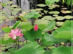 -羊亭河湿地公园